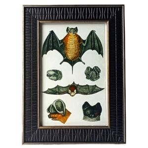 Vintage Bat Mammal Anatomy Gothic Witchy Halloween
